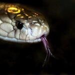 Cobra Tablets: A Complete Guide to Product Information and Purchasing Options