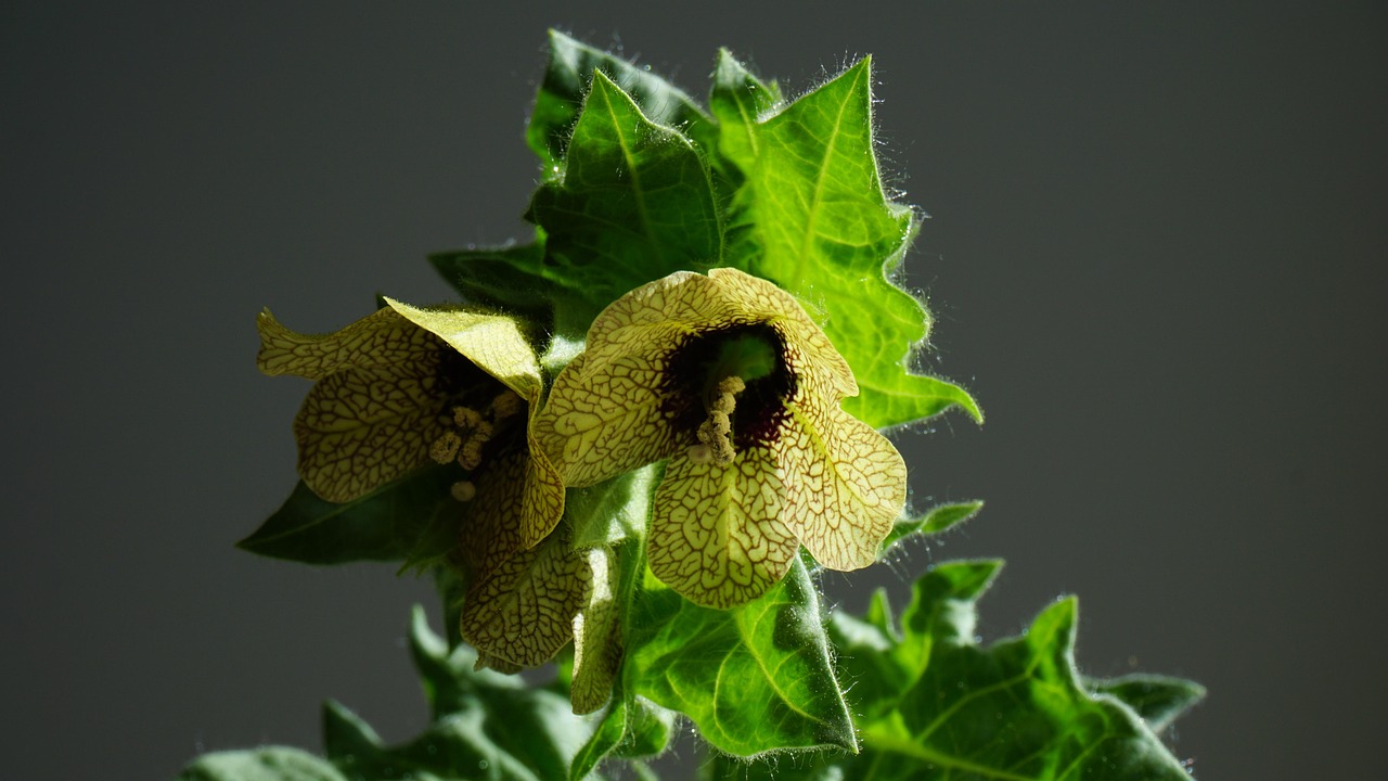 Hyoscyamus niger, henbane, mental health — Delta 9 Gummies: A Convenient Way to Relax and Unwind