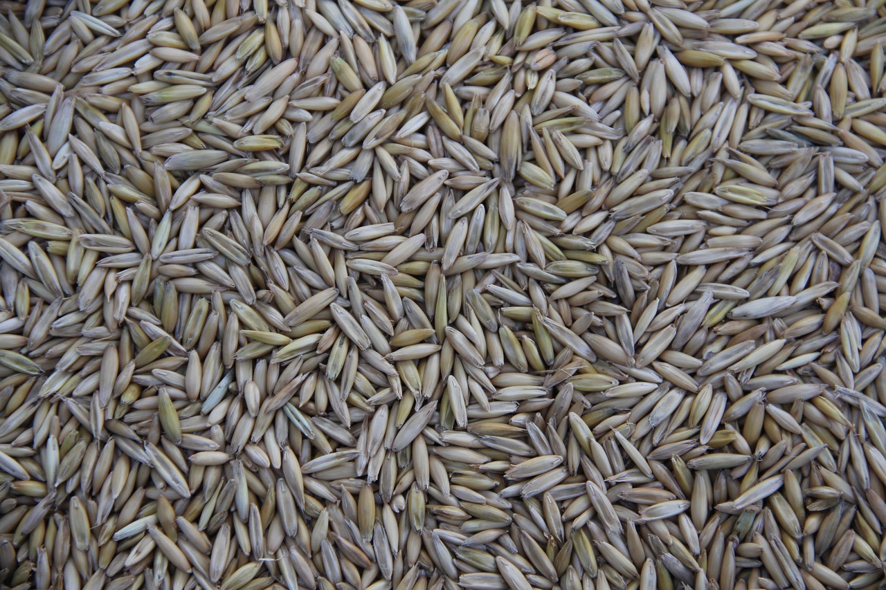 Cereal, grain, farming — Elevate Your Business with Affordable Bulk THCA Flower