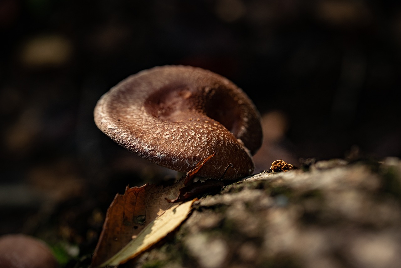 Mushroom, food, wild — Empowering Families with Go, Grow, Glow Foods Through Nowserving PH's Online Consultation Platform