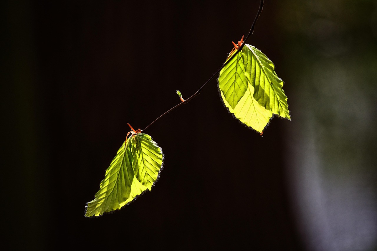 Leaf, foliage, nature —