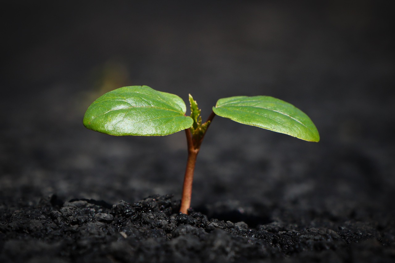 Plant, nature, growth — Optimizing Your Campaigns for Increased Visibility and ROI with White Label PPC