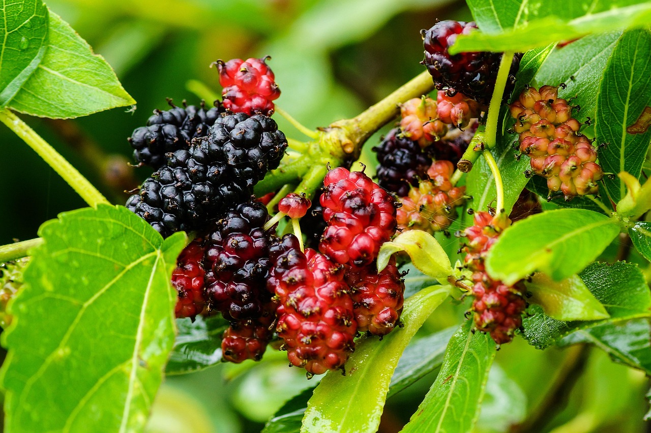 Mulberry, color, wild — Work with a Skilled Nutritionist in New York